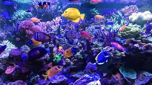 Selain itu tampilan blue devil sangat unik dengan corak kebiruan. Ingin Memelihara Ikan Air Laut Coba Perhatikan 5 Hal Berikut