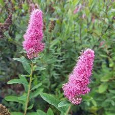Image result for Spiraea billardii