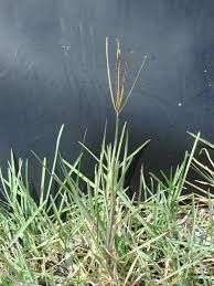 Image result for Eustachys paspaloides