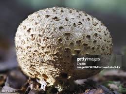 Image result for Scleroderma polyrhizon