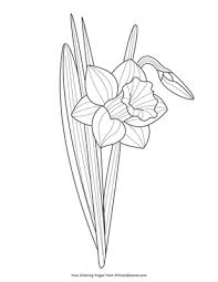 February 24, 2020october 26, 2019 by johnqubil. Daffodil Coloring Page Free Printable Pdf From Primarygames