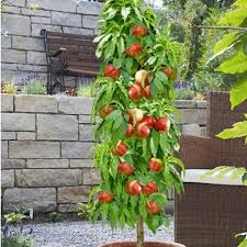 Saulenobst Richtig Schneiden Und Pflegen Pflanzen Gemuseanbau Garten