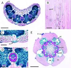 Image result for Syngonanthus longibracteatus