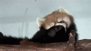See more ideas about red panda, panda, red panda gif. Red Panda Gif Redpanda Discover Share Gifs Red Panda Gif Baby Animals Red Panda