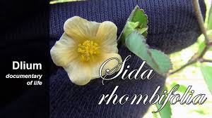 Image result for Sida serratifolia