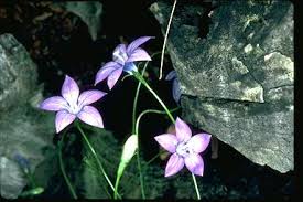 Does well in a wide range of soils. Wahlenbergia Gloriosa 632030813540 100 2 Jpg