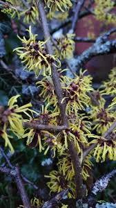 Image result for Hamamelis mollisi