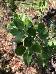 Image result for Tetradenia galpinii