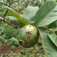 Selain itu jambu kristal juga memiliki harga jual yang tinggi karena tingginya minat beli jambu kristal dari masyarakat dan para supplier jambu kristal, baik untuk. Mengenal Jambu Biji Psidium Guajava Budidaya Dan Manfaatnya Planter And Forester