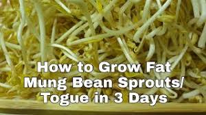 How To Make Bean Sprout Fat Herunterladen