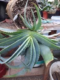 Image result for Aloe arborescens × inyangensis