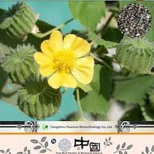 Image result for Malva verticillata