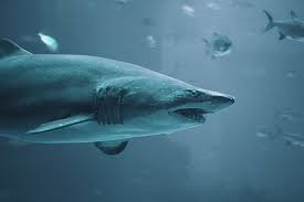 Great White Shark Pictures Hd Download Free Images On Unsplash