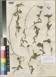 Image result for Blepharis sol