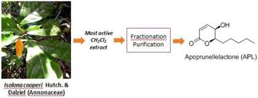 Image result for isolona