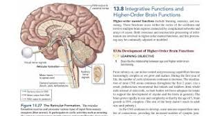 Image result for Higher Integrative Function