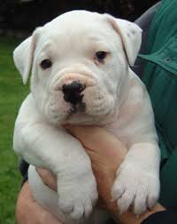 Black And White American Bulldog Boxer Mix Aussiedoodle For Sale American Bulldog Puppies Bulldog Puppies American Bulldog