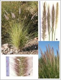 Image result for Cenchrus setaceus