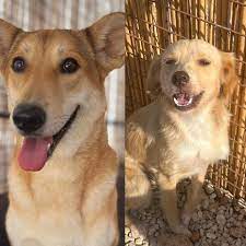 Mount Lebanon Dog Shelter | ‼️‼️‼️URGENT ‼️‼️‼️ Evacuating dogs from a  shelter in South Lebanon ❤️‍🩹 Following our post yesterday, we were able  to help several... | Instagram