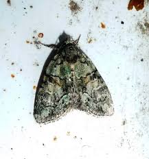 Image result for Cryphia algae