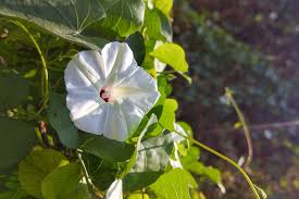 Image result for Ipomoea obscura