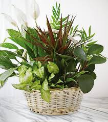 Norman Lee Witcher Obituary July 3, 2024