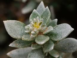 Image result for Polycarpaea