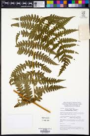 Image result for Blotiella currorii