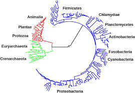 Methods Of Classifying And Identifying Microorganisms