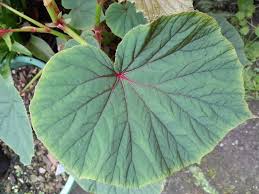 Image result for Meiostemon tetrandrus