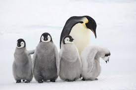 Emperor penguins are black and white like all penguins but the sides of their neck are golden. Top 10 Facts About Emperor Penguins Wwf