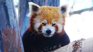 Check out our red panda selection for the very best in unique or custom, handmade pieces from our shops. Remembering Taylor The World S Oldest Red Panda Guinness World Records