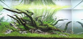 Maybe you would like to learn more about one of these? Aquascaping Styles By George Farmer Uk Aquatic Plant Society Aquarium Landscape Aquascape Aquascape Aquarium