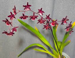 Image result for Aloe aculeata × globuligemma