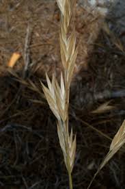 Image result for Bromus catharticus