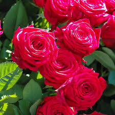 All rose images and rose flower images are free to rose flower. Beautiful Rose Flower Hd Wallpapers Top Free Beautiful Rose Flower Hd Backgrounds Wallpaperaccess