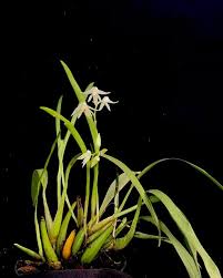 Image result for Polystachya fallax