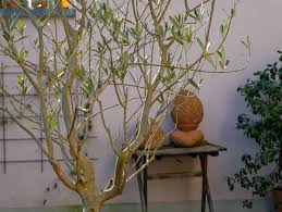 Olivenbaum Schneiden Schritt Fur Schritt Schneide Anleitung Olivenbaum Schneiden Olivenbaum Mediterraner Garten