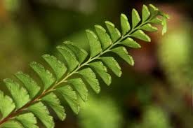 Image result for Lindsaeaceae