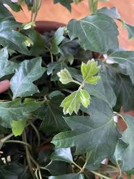 Image result for Rhoicissus rhomboidea