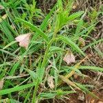 Image result for Hermannia kirkii