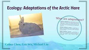 Arctic hares are found in northern canada down to newfoundland in the east and around the coasts of greenland. Ecology Adaptations Of Arctic Hare By Eric Wu On Prezi Next