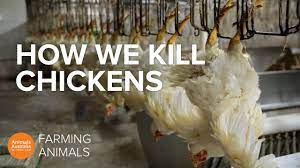 How Slaughterhouses Kill Thousands Of Chickens An Hour Youtube