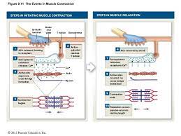 Muscle Contration Muscle Contraction Muscle Relaxer Muscle Contraction Steps
