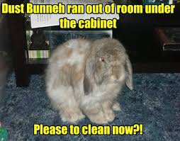 Funny animal photos, bringing smiles to peoples faces, and sharing our love of animals. You Know It S Time To Clean The House When Animal Comedy Animal Comedy Funny Animals Animal Gifs