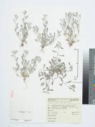 Image result for Vellereophyton dealbatum