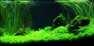 Silent Hill Aquascaping Aquatic Plant Central Aquascape Aquarium Landscape Nature Aquarium