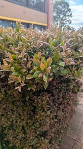 Image result for Syzygium owariense