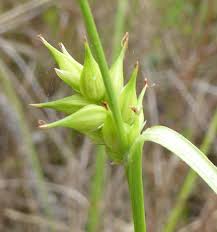 Image result for Carex bequaertii
