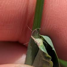 Image result for Digitaria setifolia